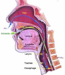 Fiche de lecture sur l’évaluation de la déglutition en post extubation.